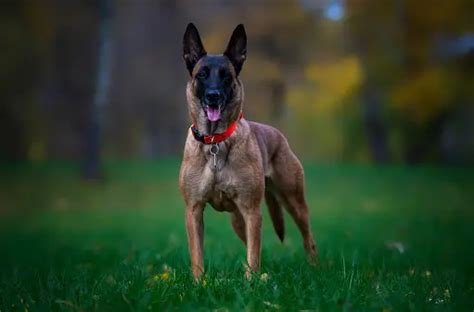 malware pronunciation|how to say belgian malinois.